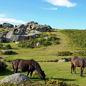 Horse Acrylic Blox Collection: Dartmoor