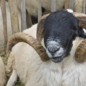 Dartmoor sheep, rams head with curly horns, Widecombe Fair, Dartmoor, Dartmoor National Park, Devon, England, United Kingdom, Europe