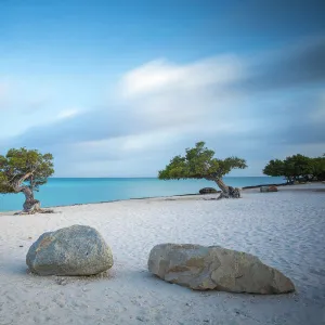 Divi Divi Trees on Eagle Beach, Aruba, Lesser Antilles, Netherlands Antilles, Caribbean