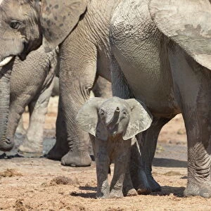Elephant (Loxodonta africana) calf, Addo Elephant National Park, South Africa, Africa