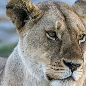 A female lion (Panthera leo), face detail, Serengeti National Park, Tanzania, East Africa