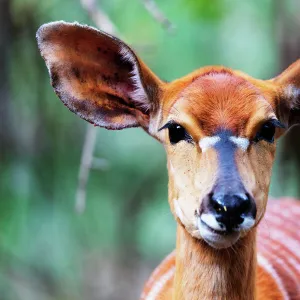 Bovidae Collection: Nyala