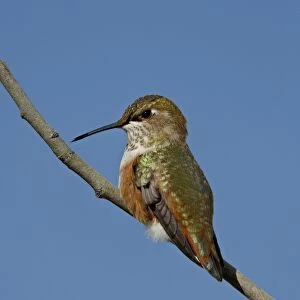 Female rufous hummingbird (Selasphorus rufus) perched, Routt National Forest