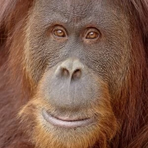 Female Sumatran orangutan (Pongo abelii) in captivity, Rio Grande Zoo, Albuquerque Biological Park