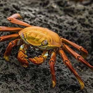 Fiddler Crab on a rocky beach, Isabela Island, Galapagos, Ecuador, South America