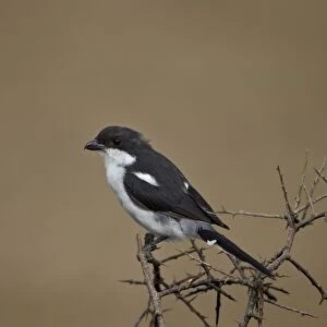 Fiscal shrike (common fiscal) (Lanius collaris), Addo Elephant National Park, South Africa, Africa, Africa
