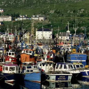 Mallaig Harbour Fishing Fleet Print Mallaig Harbour Fishing Fleet Print