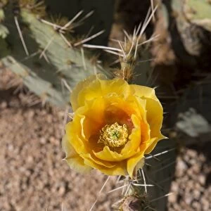 Flower of the prickly pear cactus (Opuntia), West-Tucson Mountain District, Saguaro National Park, Arizona, United States of America, North America