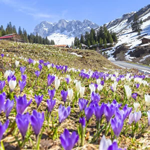 Flowering of crocus in Partnun, Prattigau valley, District of Prattigau / Davos, Canton of Graubunden