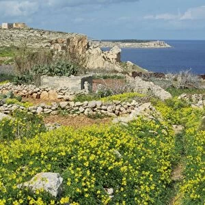 Flowers, in the rocky terrain near Mgiebah Bay, Mediterranean oxalis, Malta, Europe