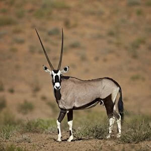 Gemsbok (South African oryx) (Oryx gazella), Kgalagadi Transfrontier Park encompassing