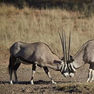 Gemsbok (South African Oryx) (Oryx gazella) sparring, Kgalagadi Transfrontier Park