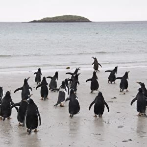 Gentoo penguins, Carcass Island, Falkland Islands, South America