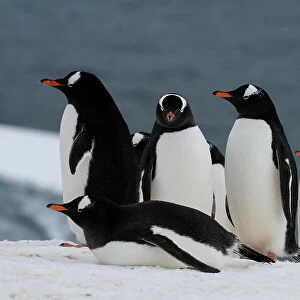 Gentoo penguins (Pygoscelis papua), Damoy Point, Wiencke Island, Antarctica, Polar Regions