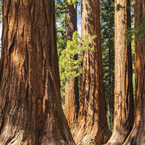 Giant Sequoia, Mariposa Grove, Yosemite National Park, UNESCO World Heritage Site