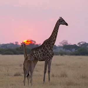 A giraffe with its baby (Giraffa camelopardalis) at sunset, Botswana, Africa