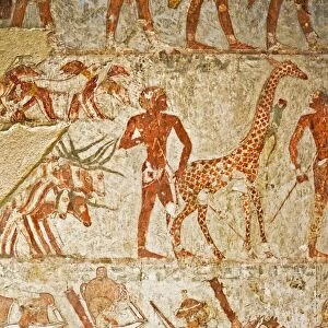 Giraffe among the tribute from Nubia, Tomb of Rekhmire, West Bank, Thebes