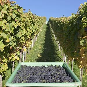Grape harvest, Esslingen, Baden Wurttemberg, Germany, Europe