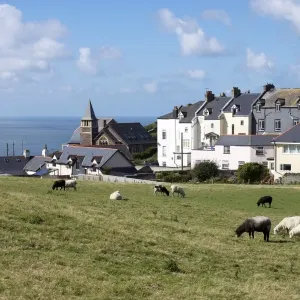 Mortehoe Grazing Sheep Print, Devon, England Mortehoe Grazing Sheep Print, Devon, England
