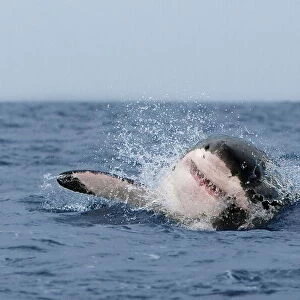Great white shark (Carcharodon carcharias), breaching, Seal Island, False Bay