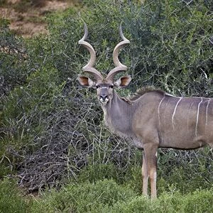 Greater kudu (Tragelaphus strepsiceros) male, Addo Elephant National Park, South Africa
