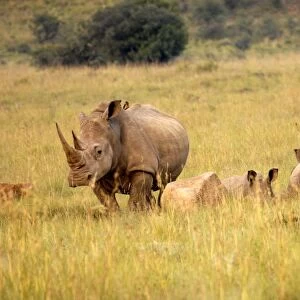 Group of white rhinos, Pilanesberg National Park, Sun City, South Africa, Africa