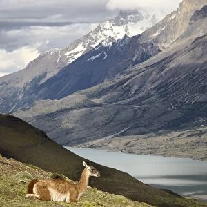 Guanaco (Lama guanicoe) with mountains and Lago Nordenskjsld in the background