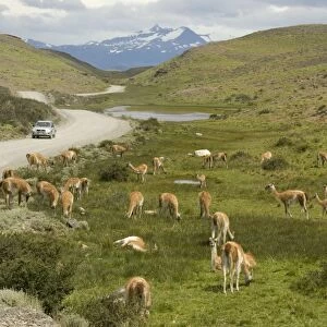 Guanacos, Torres del Paine National Park, Patagonia, Chile, South America
