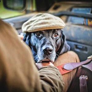 Gun dog with shooting cap, Buckinghamshire, England, United Kingdom, Europe