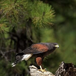 Harris hawk (Parabuteo unicinctus), Bearizona Wildlife Park, Williams, Arizona, United States of America, North America