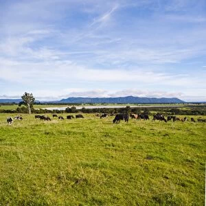 Herd of cows on farmland on the West Coast, South Island, New Zealand, Pacific