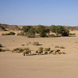 Herd of desert-dwelling elephants (Loxodonta africana africana)