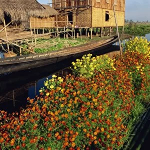House on stilts, with marigolds, Inle Lake, Myanmar (Burma), Asia