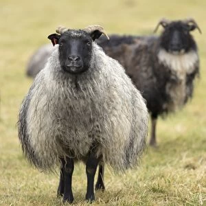 Icelandic sheep, Kirkjufell, Iceland, Polar Regions