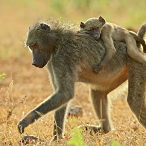 Infant Chacma baboon (Papio ursinus) riding on its mothers back, Imfolozi Game Reserve