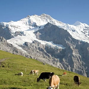 Jungfrau, Kleine Scheidegg, Bernese Oberland, Berne Canton, Switzerland, Europe