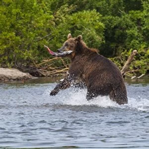 Kamchatka brown bear (Ursus arctos beringianus) hunting for salmon, Kurile Lake, Kamchatka, Russia, Eurasia