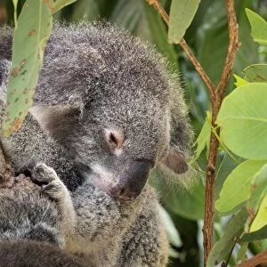 Koala (Phascularctos cinereus), captive, Australia, Pacific