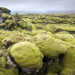 Lava field covered in green moss, South Iceland, Iceland, Polar Regions