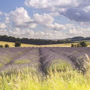 Lavender fields near to Snowshill, Cotswolds, Gloucestershire, England, United Kingdom