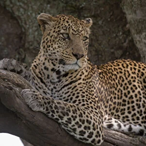 Leopard (Panthera pardus), Seronera, Serengeti National Park, Tanzania, East Africa