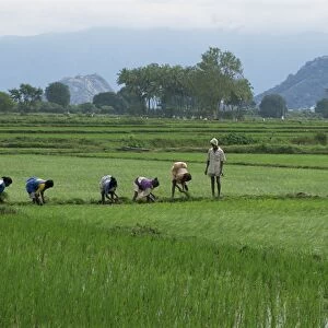 A line of people planting rice
