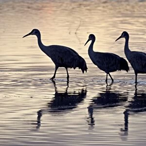 Line of four Sandhill crane (Grus canadensis) in a pond silhouetted at sunset, Bosque Del Apache National Wildlife Refuge, New Mexico, United States of America, North America