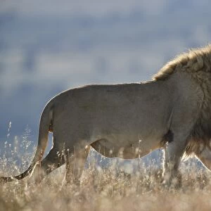 Lion (Panthera leo), Mountain Zebra National Park, South Africa, Africa