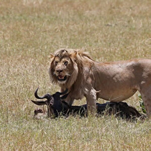 Lion (Panthera leo) with wildebeest kill in savanna, Masai Mara National Park, Kenya