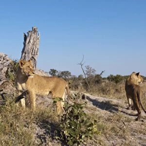 Lioness (Panthera leo), Savute Channel, Linyanti, Botswana, Africa