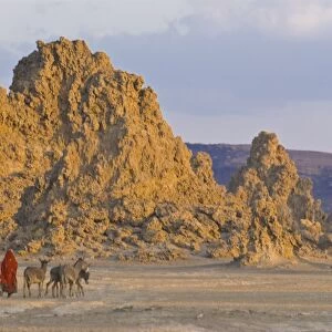 Local Afar woman with her donkeys on her way home, Lac Abbe (Lake Abhe Bad) with its chimneys