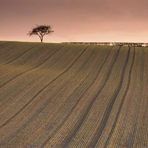 Lone tree in frosted ploughed field, Farnsfield, Nottinghamshire, England