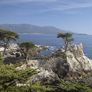 Lonely pine on 17 Mile Drive near Monterey, California, United States of America