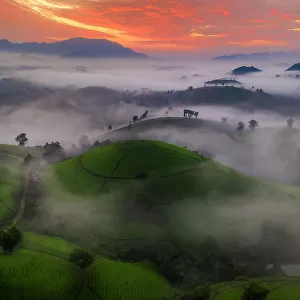 Long Coc Tea Hill, Vietnam, Indochina, Southeast Asia, Asia